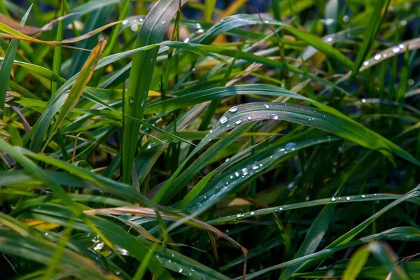 Close up of fresh thick grass with water drops after the rain. Dew drops on green grass in Latvia. Background of wet grass. Field after rain. Closeup of grass with rain drops as background.