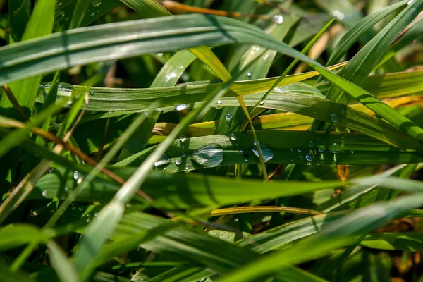 雨后用水滴把新鲜的浓密的草地包起来 在拉脱维亚 露珠落在绿草上 湿草的背景 雨后田里以雨滴为背景的青草遮挡 — 图库照片