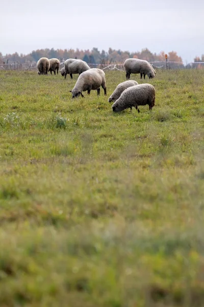 Flock of sheep grazing in meadow. Sheep grazing on field in summer day. Sheep herd on meadow in summer time.