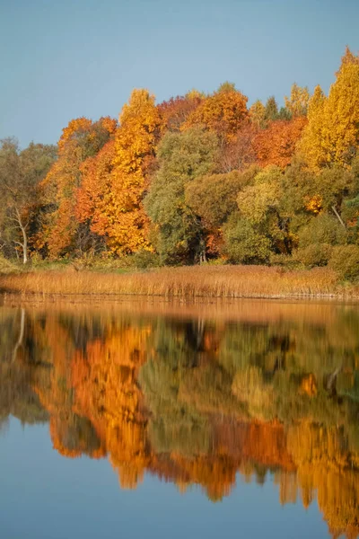 View on autumn landscape of river and trees in sunny day. Forest on river coast in autumn day. Reflection of autumn trees in water. Trees with orange, green and yellow leaves near the river Memele. Autumn in Latvia. Autumn landscape with colorful tre