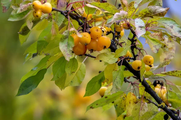 Small paradise apples among the leaves on a tree branch. Yellow apples on tree branch. Paradise apples on tree. Apples in garden. Autumn fruits in Latvia. Branch with yellow Paradise apples in autumn day.