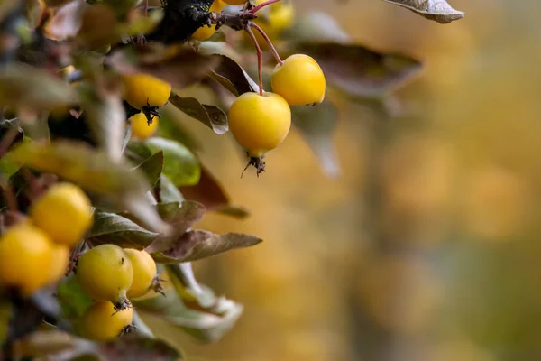 Small paradise apples among the leaves on a tree branch. Yellow apples on tree branch. Paradise apples on tree. Apples in garden. Autumn fruits in Latvia. Branch with yellow Paradise apples in autumn day.