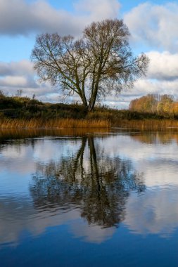 Güneşli bir günde nehrin ve ağaçların sonbahar manzarasına bakın. Sonbahar günü nehir kıyısındaki orman. Sudaki sonbahar ağaçlarının yansıması. Letonya 'da sonbahar. Renkli ağaçları, sarı otları ve nehri olan sonbahar manzarası. 
