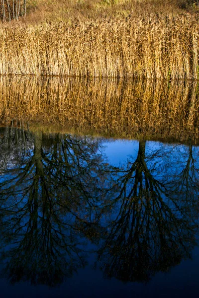 Pohled Podzimní Krajinu Řeky Trávy Stromů Slunečného Dne Tráva Stromy — Stock fotografie