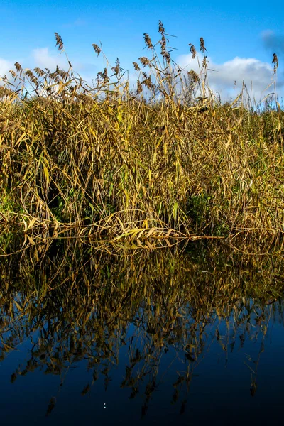 View on autumn landscape of river and grass in sunny day. Grass on river coast in autumn day. Reflection of autumn grass and sky in water. Autumn in Latvia. Autumn landscape with yellow grass and river.