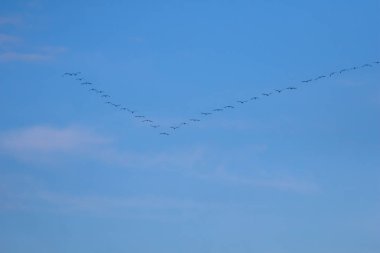 Göçmen kuş sürüsü mavi gökyüzünde uçuyor. Turnalar göç ediyor ve V şeklinde uçuyorlar. Turnalar sonbahar mevsiminde Letonya 'dan güneye göç ederler. Göçmen kuş sürüsü mavi gökyüzüne karşı.