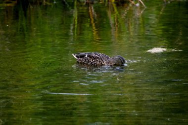 Yüzen su kuşu ördeği, gölde yüzen yaban kuşu, vahşi yaşam manzarası. Kemeri Ulusal Parkı 'nda gölde ördek yüzüyordu. Kaniera Gölü, Letonya 'da inanılmaz ördek kuşu yüzüyor..