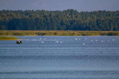 Yüzen su kuşları, Genç kuğular ve ördekler, yabani kuşlar gölde yaban hayatı manzara yüzme. Kuğular gölde Kemeri Milli Parkı'nda yüzme. Kuşlar Kaniera gölde, Letonya yüzüyor; Büyük koloni ile beyaz kuğular gölde yüzüyor.
