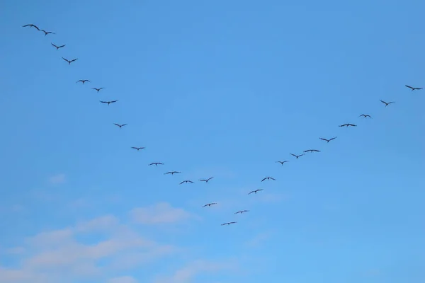 Flock of migratory birds flying in the blue sky. Cranes migrating and flying at a V shape formation. Cranes migrate from latvia to south in autumn season. Flock of migratory birds against blue sky.