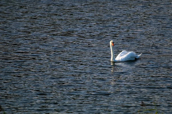 浮動小数点水鳥の白鳥 野生の鳥は 野生動物の風景の上で泳ぐ ケメリ国立公園の湖で白鳥の水泳 ラトビアのカニエラ湖で素晴らしい白い白鳥の鳥の水泳 湖で美しい白い白鳥の水泳 — ストック写真