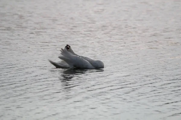 Plovoucí Vodní Ptactvo Labutě Volně Žijící Ptáci Plavající Jezeře Divoká — Stock fotografie