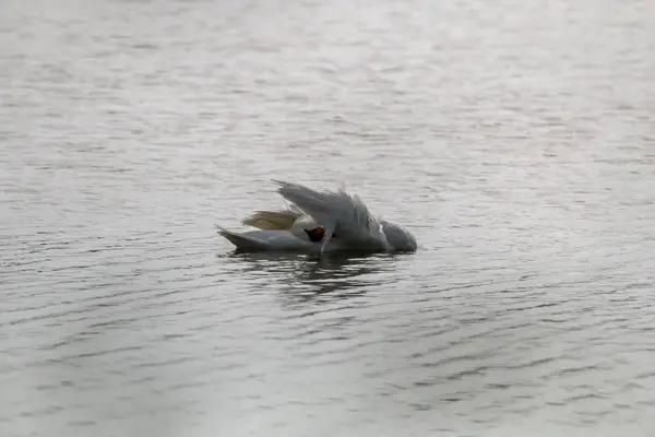 Cisne Aves Aquáticas Flutuante Pássaros Selvagens Nadando Lago Paisagem Vida — Fotografia de Stock