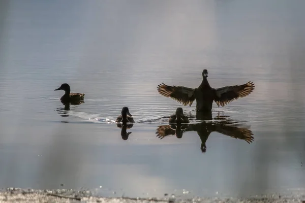 Plovoucí Vodní Ptactvo Mladé Kachny Volně Žijící Ptáci Plavající Jezeře — Stock fotografie