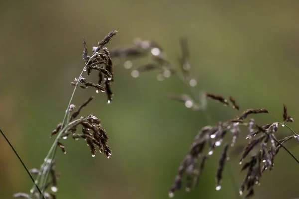 雨の後に水を滴で新鮮な厚草の閉じます ラトビアの緑の草の上に露が落ちる 雨の後に曲がってください 湿った草の背景 緑の背景に雨が降るベント — ストック写真