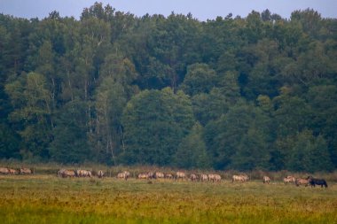 Sisin içindeki bir çayırda otlayan at sürüsü. Sonbaharda sisli bir çayırda atlar. Letonya Kemeri Ulusal Parkı 'nda atlar ve sisli bir sabah. Otlakta otlayan atlarla birlikte manzara.