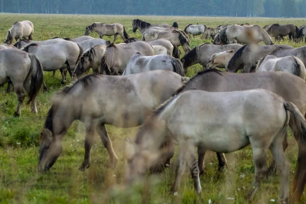 Herd Horses Grazing Meadow Mist Horses Foggy Meadow Autumn Horses — Stock Photo, Image