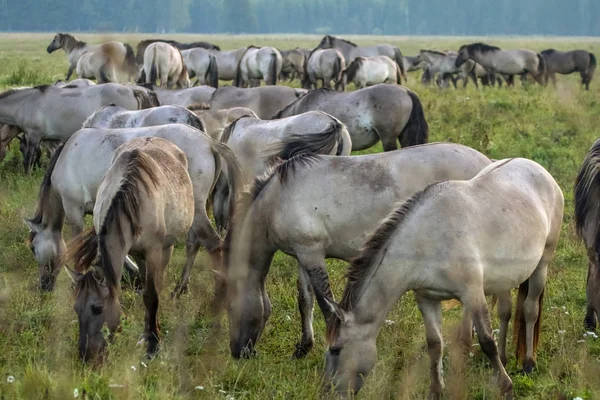 Troupeau Chevaux Broutant Dans Une Prairie Dans Brume Chevaux Dans — Photo