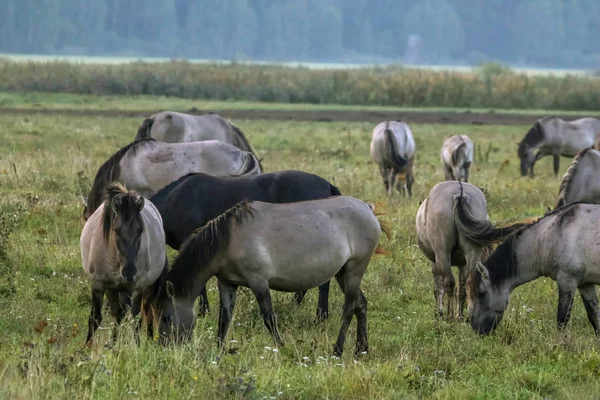 Stado Koni Pasących Się Łące Mgle Konie Mglistej Łące Jesienią — Zdjęcie stockowe