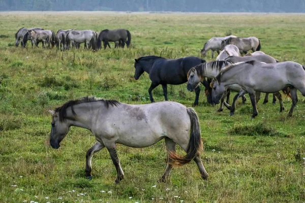 Manada Caballos Pastando Prado Niebla Caballos Prado Niebla Otoño Caballos — Foto de Stock