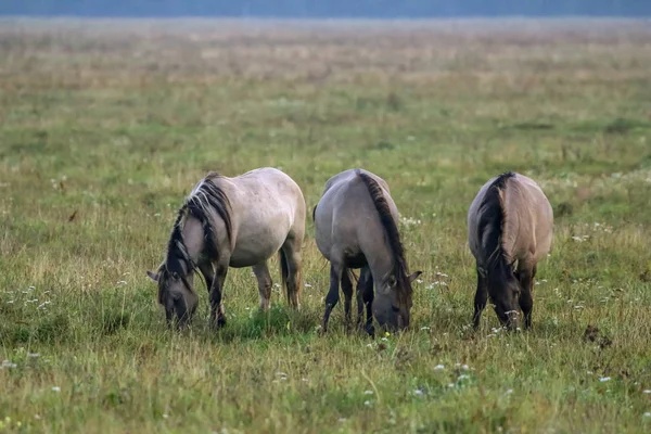 Manada Caballos Pastando Prado Niebla Caballos Prado Niebla Otoño Caballos — Foto de Stock