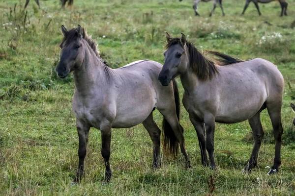 Herd Horses Grazing Meadow Mist Horses Foggy Meadow Autumn Horses — Stock Photo, Image