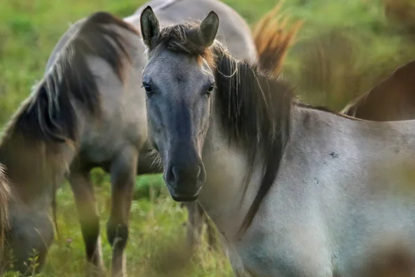 成群的马在雾中的草地上吃草 马儿在雾蒙蒙的草地上 拉脱维亚Kemeri国家公园的马和雾蒙蒙的早晨 夏日多雾的早晨 野马在草地上吃草 — 图库照片