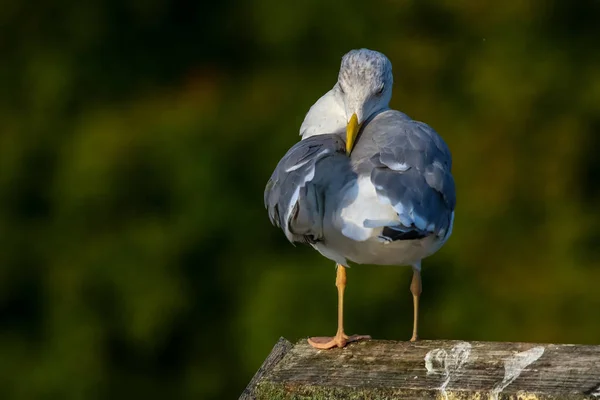 Sluiten Van Zeemeeuw Staand Een Pier Zeemeeuw Het Dak Bij — Stockfoto