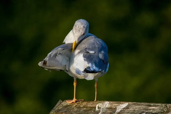 Sluiten Van Zeemeeuw Staand Een Pier Zeemeeuw Het Dak Bij — Stockfoto