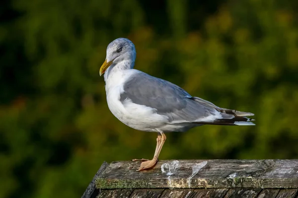 Sluiten Van Zeemeeuw Staand Een Pier Zeemeeuw Het Dak Bij — Stockfoto