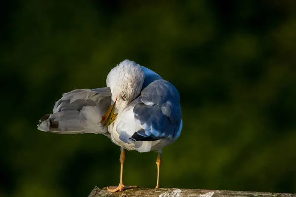 Blízký Záběr Racka Stojícího Molu Racek Střeše Poblíž Jezera Kaniera — Stock fotografie