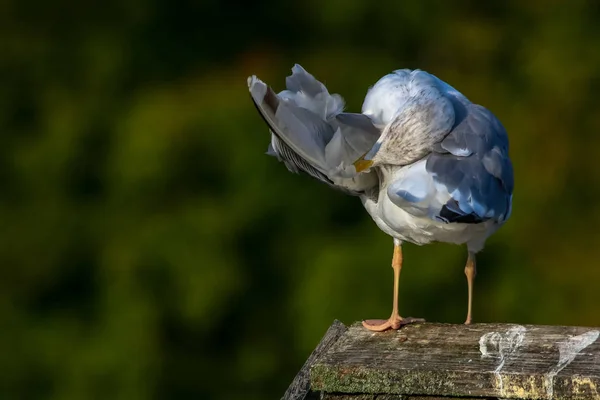 Großaufnahme Einer Möwe Die Auf Einem Steg Steht Möwe Auf — Stockfoto