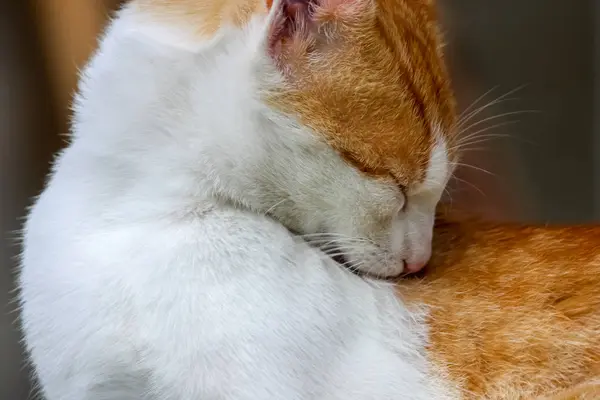 Ginger White Cat Lies Washes Ginger White Cat Log Licking — Stock Photo, Image