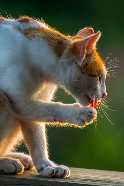 Kızıl beyaz kedi dışarıda patilerini yalıyor. Doğada sevimli kırmızı beyaz kedi yeşil bulanık arka plan. Beyaz kızıl kedi yıkıyor..