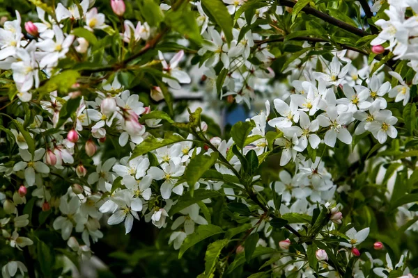 Árvore Frutífera Florescente Primavera Flores Fruto Florescentes Floração Árvore Frutífera — Fotografia de Stock