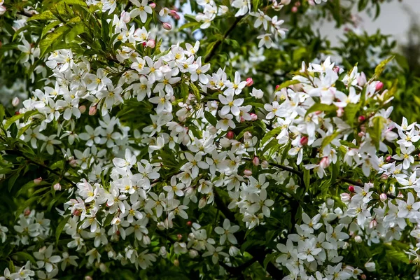 春に果物の木を開花させる 花を咲かせます ラトビアで花木を咲かせます 白い花を咲かせる果実の木の枝 — ストック写真