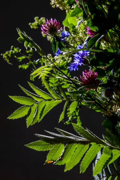 Bouquet with clover and cornflower. Flowers on dark background. Nature flower. Rural flowers on black background. Floral bouquet from wild summer flowers on dark background.