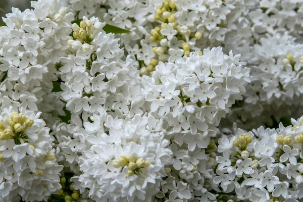 Arbusto Lilás Florescendo Primavera Flores Lilás Florescentes Arbusto Lilás Florido — Fotografia de Stock