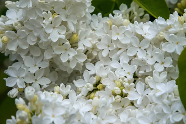 Cespuglio Lilla Fiorito Primavera Fiori Lilla Fiore Cespuglio Lilla Fiorito — Foto Stock