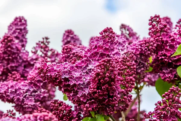 Kvetoucí Šeříkový Keř Jaře Kvetoucí Šeříkové Květy Kvetoucí Šeříkový Keř — Stock fotografie