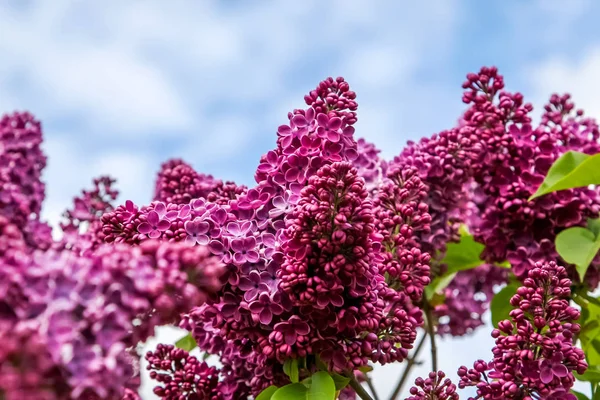 Blommande Syrenbuske Våren Blommande Lila Blommor Blommande Syrenbuske Lettland Blommande — Stockfoto