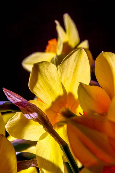 Gelbe Narzissen Narzissen Auf Schwarzem Hintergrund Naturblume Gartenblumen Gelbe Narzissenblüten — Stockfoto