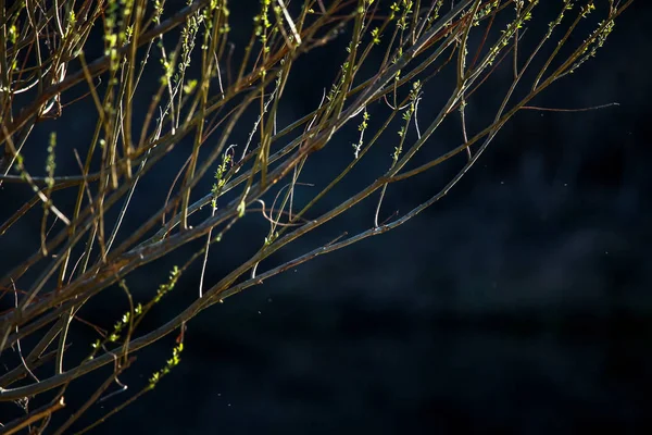 布什特写镜头 布什和昆虫的背景是河流 野生灌木 拉脱维亚河边的自然灌木 灌木和河的抽象背景 春天的野生灌木 拉脱维亚 布什在黑暗的河背景 — 图库照片