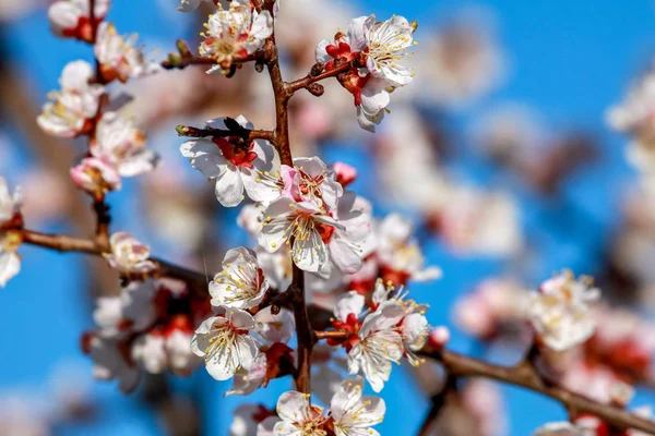 Árvore Damasco Florescendo Primavera Flores Damasco Florescentes Alperce Florido Letónia — Fotografia de Stock