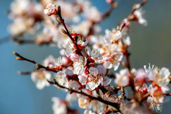 Blooming apricot tree in spring time. Blossoming apricot flowers. Flowering apricot tree in Latvia; Apricot flowers on the background of blue sky. Apricot tree flowers in spring time.