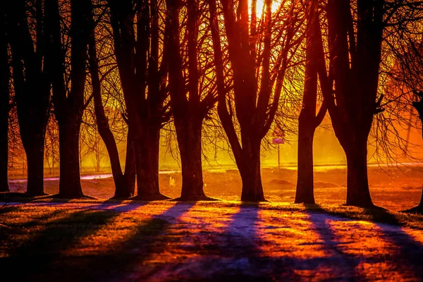 Silhouette Von Bäumen Sonnenuntergang Bäume Bei Sonnenuntergang Schöne Frühlingslandschaft Lettland — Stockfoto