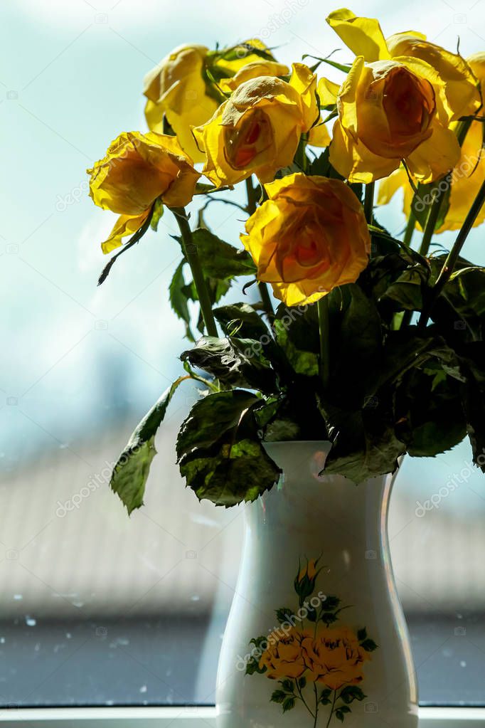 Wilted yellow roses in vase in window light. Vase with yellow roses. Flowers at the window. Yellow roses in vase at the window.