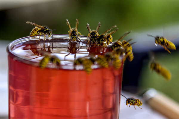 Wasps on glass with drink. Wasps feast. Wasps on the glass of sweet drink. Wasps are winged insects which has narrow waist and sting and is typically yellow with black stripes.