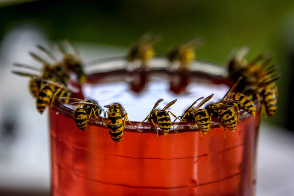 Wasps on glass with drink. Wasps feast. Wasps on the glass of sweet drink. Wasps are winged insects which has narrow waist and sting and is typically yellow with black stripes.