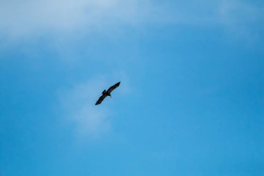 Avlı şahin. Mavi gökyüzünde uçan şahin. Şahin fareyi avladı. Mavi gökyüzünde uçan şahinler yiyecek arıyor.