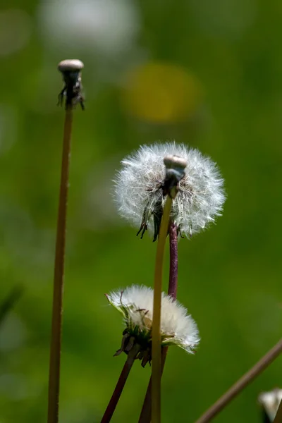 Beautiful white dandelion flowers in green grass. Meadow with dandelion flowers. Field flowers. Deflorate dandelions. Nature field flowers in meadow.